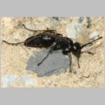 Anoplius nigerrimus - Wegwespe w01a 10mm OS-Hasbergen-Lehmhuegel-det.jpg